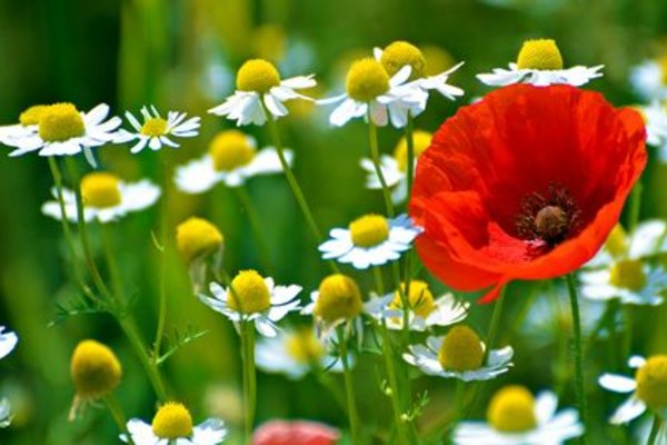 Mang màu sắc thiên nhiên tuyệt đẹp đến với desktop