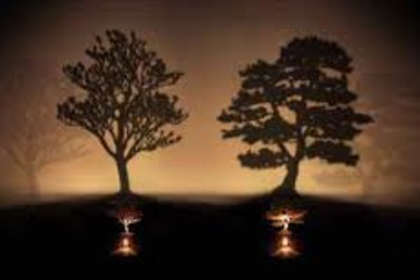 Nguyên nhân thất bại : Bạn chọn cây nào?