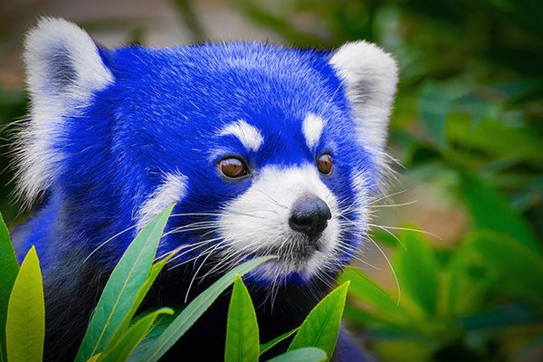 Biết tin gì chưa? Firefox đã thực sự lột xác thành những chú cáo xanh