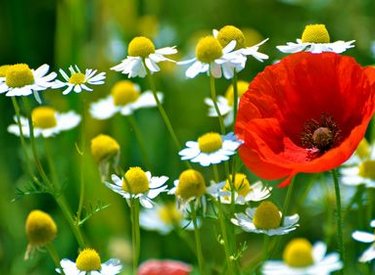 Mang màu sắc thiên nhiên tuyệt đẹp đến với desktop