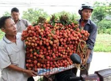 Thứ trưởng Công Thương kêu gọi người dân ăn vải