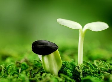 Biến ước mơ thành sự thật