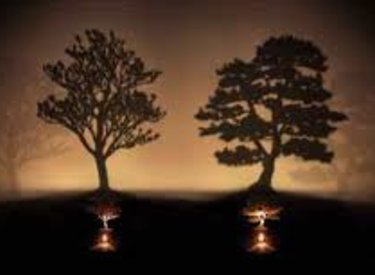 Nguyên nhân thất bại : Bạn chọn cây nào?