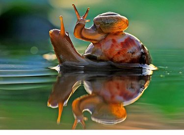 Cuộc đối thoại giữa 2 chú ốc sên