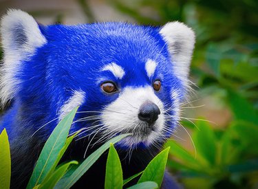 Biết tin gì chưa? Firefox đã thực sự lột xác thành những chú cáo xanh