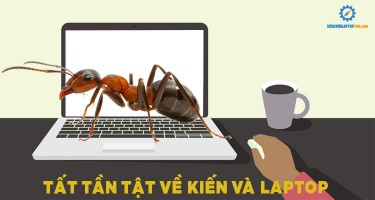 Tất tần tật về loài Kiến và Laptop