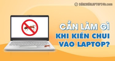 Cách xử lý khi kiến chui vào laptop