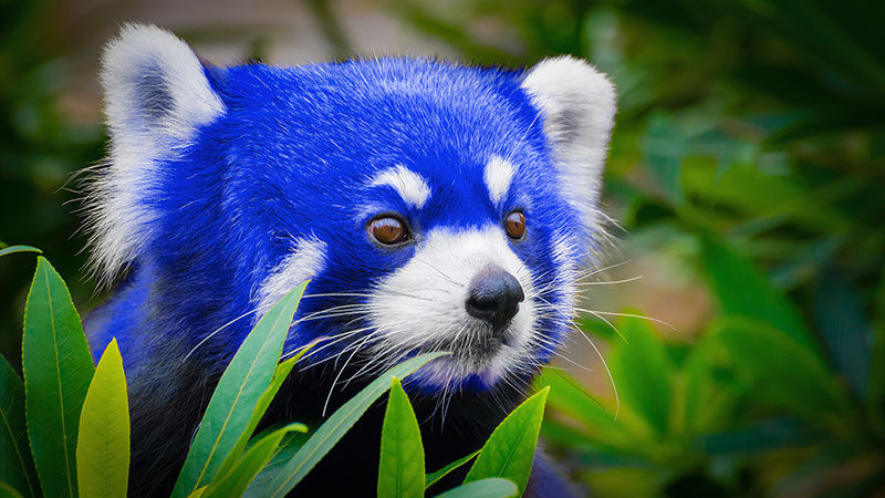 Firefox Quantum blue-pand